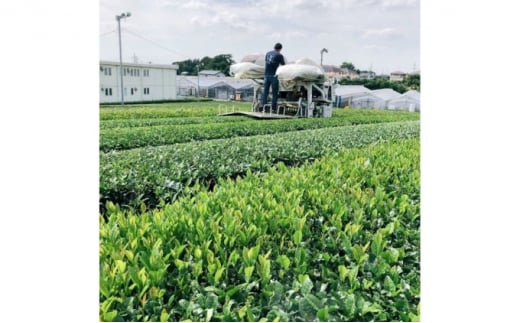 特選さしま茶 お茶 