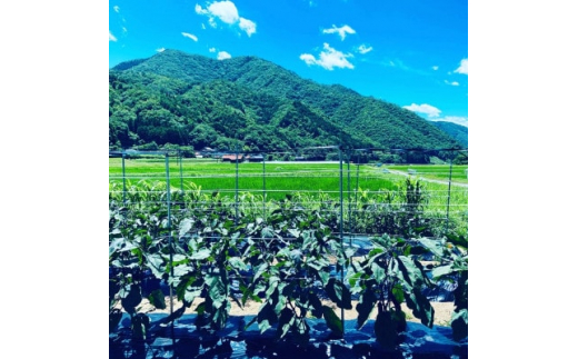 ＜畑から直送＞吉賀町かわの農園の旬の野菜詰め合わせセット【1422364】