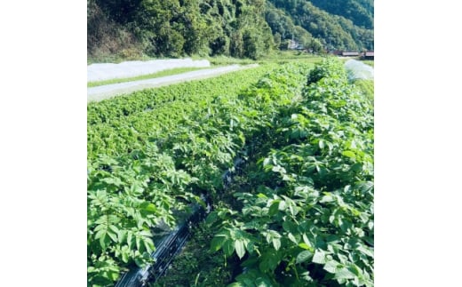 ＜畑から直送＞吉賀町かわの農園の旬の野菜詰め合わせセット【1422364】