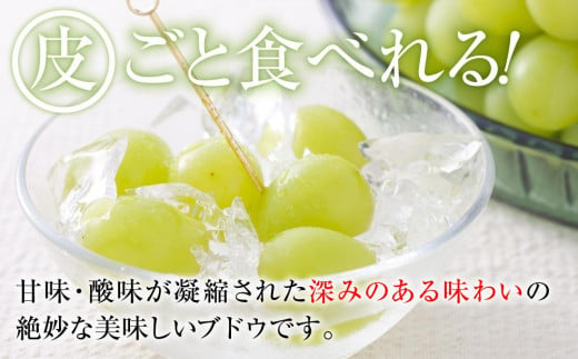 A 2024  シャインマスカット　２房～３房　約1キロ 【10月頃～順次発送予定】長野県産 　国際特許有機肥料栽培
