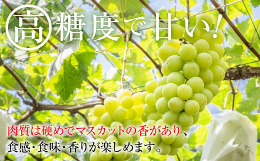 A 2024  シャインマスカット　２房～３房　約1キロ 【10月頃～順次発送予定】長野県産 　国際特許有機肥料栽培