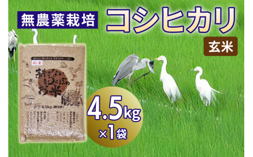 新米 無農薬栽培 コシヒカリ《玄米》4.5kg｜おいしい お米 コメ こめ ご飯 ごはん 白米 玄米 お取り寄せ 直送 贈り物 贈答品 ふるさと納税 埼玉 杉戸 [0563]