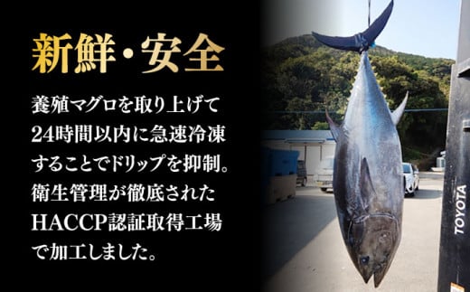 【全3回定期便】長崎県産 本まぐろ中落ち (約600g) 長崎県/長崎県漁業協同組合連合会 [42ZZAC015] マグロ 中落ち まぐろ 長崎 海産物