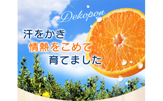 ＼光センサー選別／ 【訳あり】ちょこっと訳あり不知火デコポン 約7kg【ご家庭用】 先行予約 訳あり デコポン みかん ※2025年2月中旬～4月中旬に発送予定（お届け日指定不可）【nuk120B】