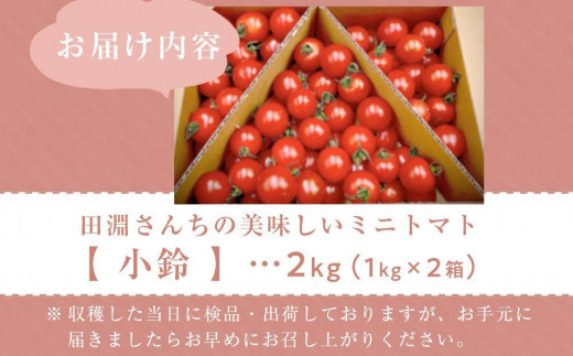 ≪先行予約≫田淵さんちの美味しいミニトマト小鈴（2.0kg）　2024年9月以降発送