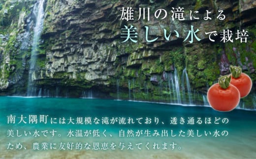 ≪先行予約≫田淵さんちの美味しいミニトマト小鈴（2.0kg）　2024年9月以降発送