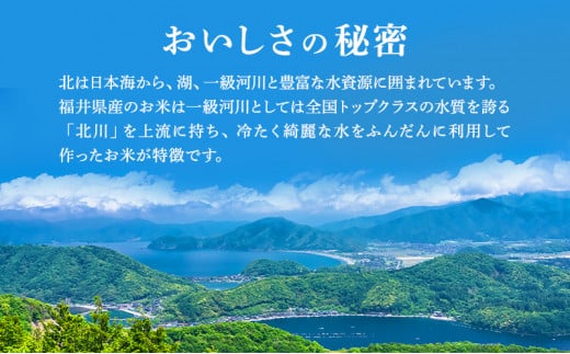 無洗米 令和6年産 いちほまれ 10kg 福井 高級ブランド米 お米 おこめ 米 コメ こめ 白米 精米 ご飯 ごはん 福井県[№5580-0724]