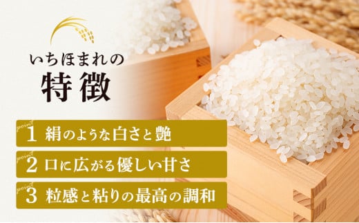 無洗米 令和6年産 いちほまれ 10kg 福井 高級ブランド米 お米 おこめ 米 コメ こめ 白米 精米 ご飯 ごはん 福井県[№5580-0724]