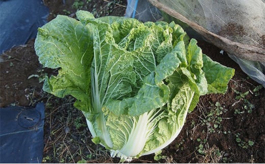 信州高原塩熟野菜（オレンジクイン）約10kg 4玉[№5915-1124]