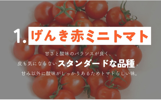 【 800g 】げんき農場の カラフルミニトマト ｜ 5種類食べ比べ トマト ミニトマト トマト800g 八街 千葉 渡辺パイプ 朝どれ 産地直送