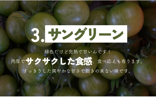 【 800g 】げんき農場の カラフルミニトマト ｜ 5種類食べ比べ トマト ミニトマト トマト800g 八街 千葉 渡辺パイプ 朝どれ 産地直送