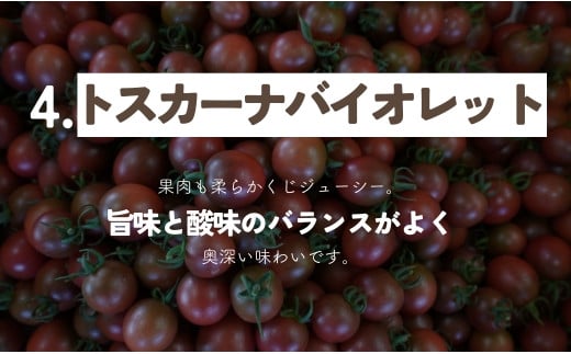 【 800g 】げんき農場の カラフルミニトマト ｜ 5種類食べ比べ トマト ミニトマト トマト800g 八街 千葉 渡辺パイプ 朝どれ 産地直送