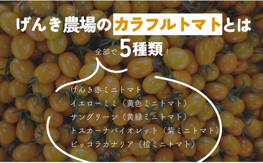 【 800g 】げんき農場の カラフルミニトマト ｜ 5種類食べ比べ トマト ミニトマト トマト800g 八街 千葉 渡辺パイプ 朝どれ 産地直送