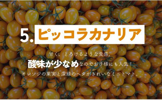 【 800g 】げんき農場の カラフルミニトマト ｜ 5種類食べ比べ トマト ミニトマト トマト800g 八街 千葉 渡辺パイプ 朝どれ 産地直送