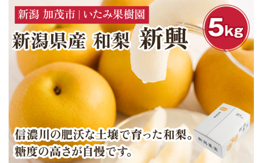 【2024年先行予約】新潟県産 厳選 和梨  新興 5kg（7～12玉））《10月下旬以降発送》果物 フルーツ しんこう 加茂市 いたみ果樹園       