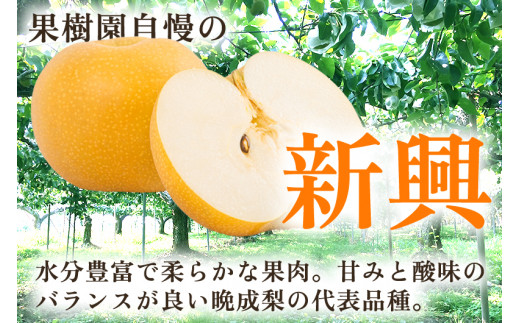 【2024年先行予約】新潟県産 厳選 和梨  新興 5kg（7～12玉））《10月下旬以降発送》果物 フルーツ しんこう 加茂市 いたみ果樹園       