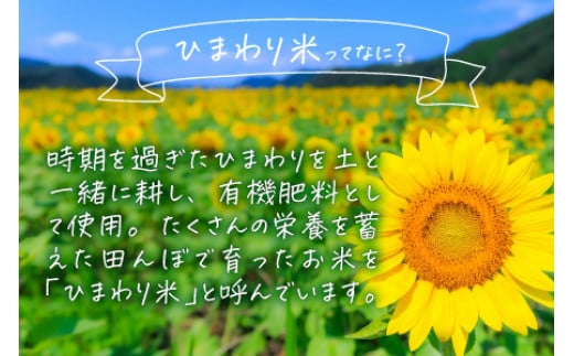 【令和6年産 新米】 福井県産ひまわり米(あきさかり) 白米3kg×2袋 若狭の恵 精米 あきさかり