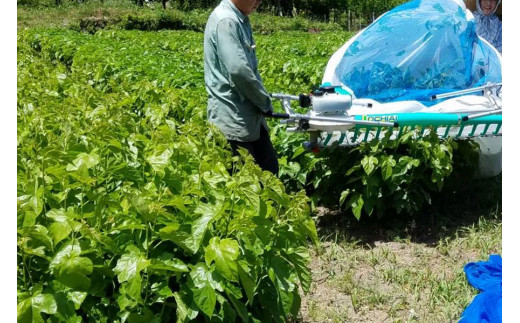 1477 有機 桑の葉茶・有機 菊芋の葉茶 ノンカフェインセット