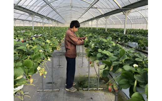 CN-01 多気町 産 いちご  | イチゴ 苺 章姫 かおり野 紅ほっぺ