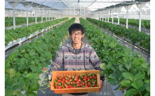 CN-01 多気町 産 いちご  | イチゴ 苺 章姫 かおり野 紅ほっぺ