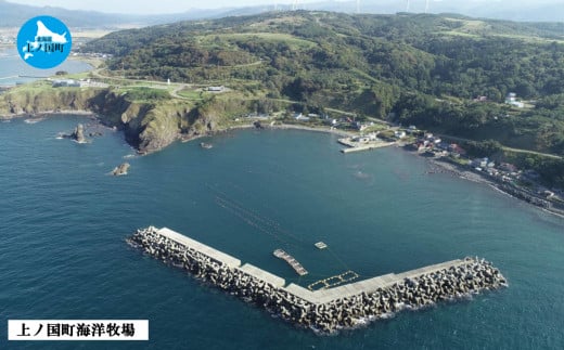 北海道産 上ノ国町 海洋牧場育ち養殖活蝦夷あわび（7㎝以上×6個×2　計12個）