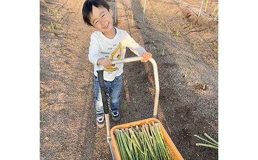 【令和7年産先行予約】 アスパラガス （春芽） 約1kg （2Lサイズ 約25～30本前後） 《令和7年5月上旬～発送》 『みつば農園』 山形県 南陽市 [1953]