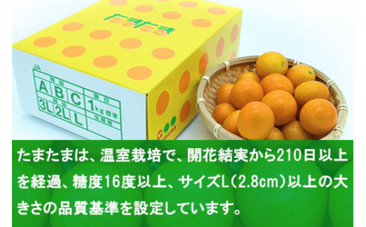 ＜宮崎県産大粒 キンカン たまたま 化粧箱 1kg＞ 