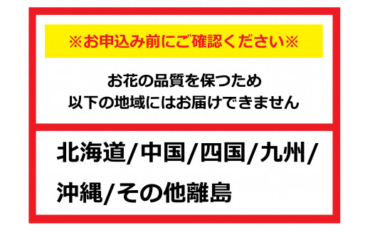 金山町産　２色のかすみ草花束（７月中旬から順次発送）