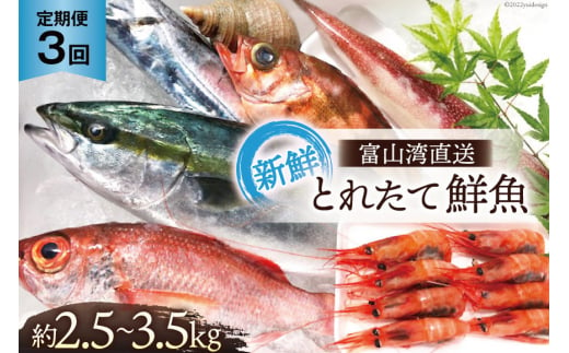 [№5313-0009]定期便 魚 富山湾直送 とれたて鮮魚セット 約2.5～3.5kg×3回 旬 新鮮 鮮魚 詰め合わせ 産地直送 冷蔵 / くろべ漁業協同組合 魚の駅「生地」/ 富山県 黒部市