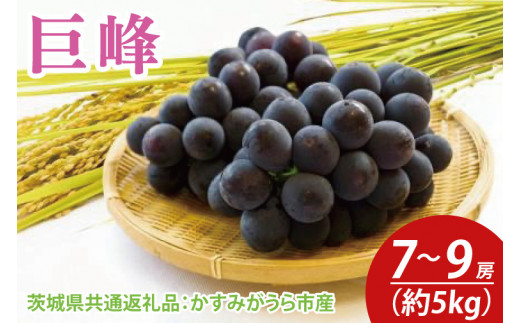 巨峰 約5kg 7～9房（茨城県共通返礼品：かすみがうら市産）　※2024年8月初旬～2024年10月下旬頃に順次発送予定（CD034）