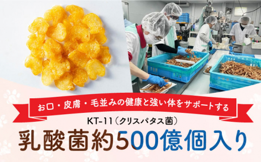 Softbits （野菜）とうもろこし（40g×6P）長崎県/株式会社サポート [42AEAE019] ソフトビッツ ドッグ フード いぬ 犬 イヌ おやつ ペット 乳酸菌 国産 トウモロコシ コーン シニア 幼犬 老犬 小分け 小型犬 中型犬 大型犬 ドック 安心