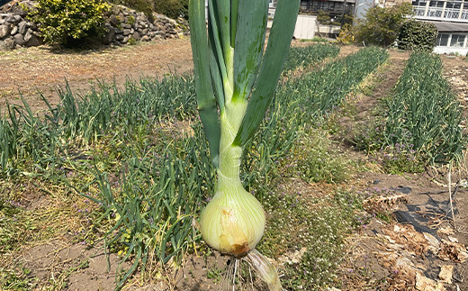 形や大きさより味にこだわった玉ねぎ (10kg) 有機肥料 たまねぎ 玉ねぎ オニオン 甘七宝甘70 ソニック 野菜 食品 F20E-936