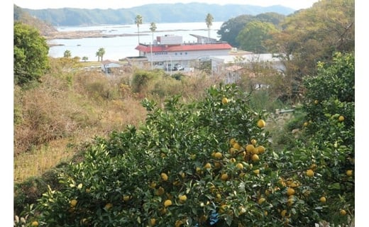 先行予約【訳あり】オレンジ園の土佐文旦20kg 柑橘 フルーツ みかん ザボン ぶんたん 高知名物 デザート 美味しい 家庭用 果物 珍しい 甘い 酸味 果汁 果物 くだもの【R01087】