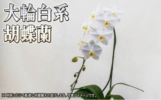 大輪白花系胡蝶蘭1本立て