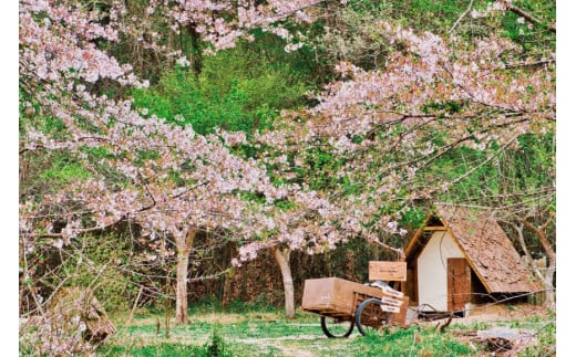 ～ソロキャンパーにおすすめ～キャンプ場1名様一泊券＜Ogawa Plum Garden for campers＞【埼玉県小川町】