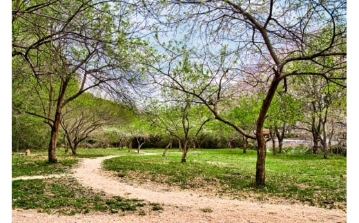 ～ソロキャンパーにおすすめ～キャンプ場1名様一泊券＜Ogawa Plum Garden for campers＞【埼玉県小川町】