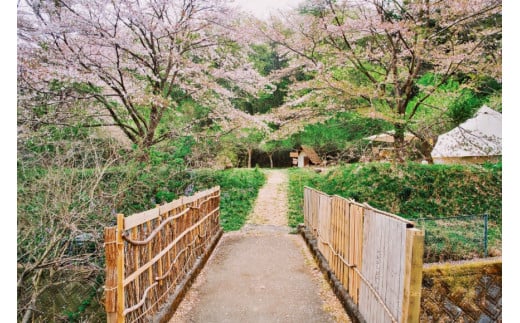 ～ソロキャンパーにおすすめ～キャンプ場1名様一泊券＜Ogawa Plum Garden for campers＞【埼玉県小川町】