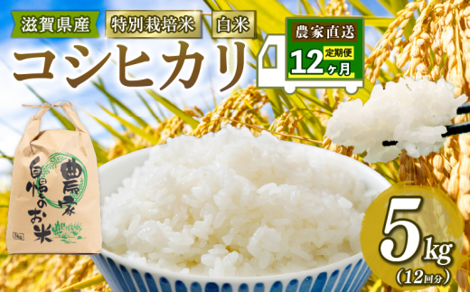 新米予約 特別栽培米 こしひかり 令和6年 米 5kg 白米 定期便 12ヶ月 計 60kg コシヒカリ 2024年産 国産 農家直送 コシヒカリ 5kg × 12回 国産 農家直送 環境こだわり お試し用 お米 こめ おこめ 農家直送 産地直送 送料無料 