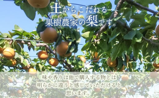 【令和7年産 先行予約】家庭用　幸水梨 3kg(6～10玉)　マルタ農園