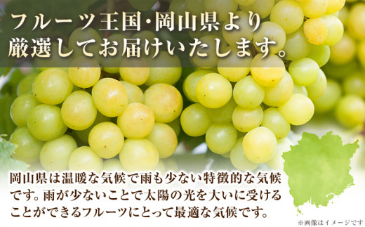 239.岡山県産 冷蔵 シャインマスカット 2房 (530g以上) 【配送不可地域あり】 《11月中旬-12月末頃に出荷予定(土日祝除く)》 岡山県 矢掛町 マスカット ぶどう 葡萄 氷温冷蔵 果物 フルーツ