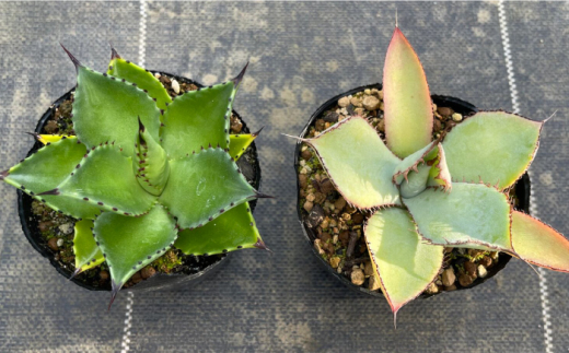 アガベ グアダラハラナ ＆ アガベ チアペンシス 各1株 Agave guadalajarana & Agave chiapensis 長与町/アグリューム [EAI199]