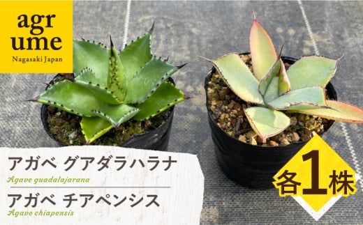 アガベ グアダラハラナ ＆ アガベ チアペンシス 各1株 Agave guadalajarana & Agave chiapensis 長与町/アグリューム [EAI199]