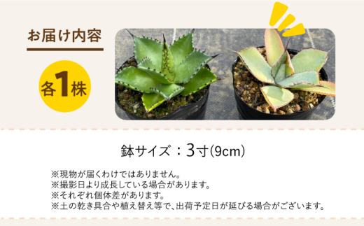 アガベ グアダラハラナ ＆ アガベ チアペンシス 各1株 Agave guadalajarana & Agave chiapensis 長与町/アグリューム [EAI199]