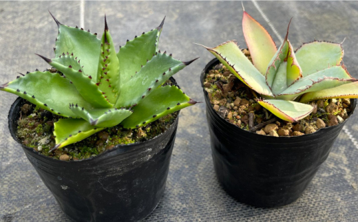 アガベ グアダラハラナ ＆ アガベ チアペンシス 各1株 Agave guadalajarana & Agave chiapensis 長与町/アグリューム [EAI199]