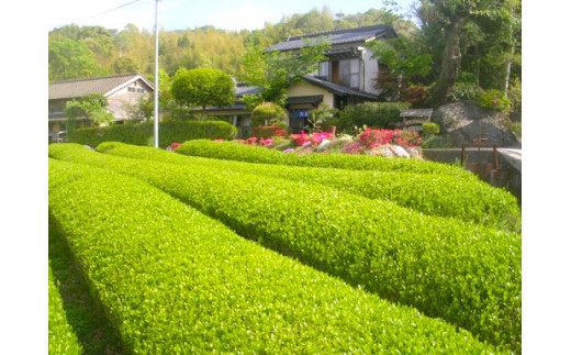 玉緑茶(たまりょくちゃ) 、 粉末緑茶 、 紅茶 ティーバッグ 、 ほうじ茶 ティーバッグ 詰め合わせ