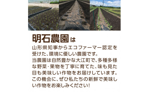 《先行予約》朝採りホワイトショコラ約5kg・A品L・12～16本程度 【2024年10月上旬頃～発送予定】【山形とうもろこし・大江町産・明石農園】【027-006】