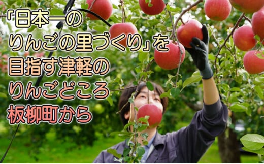 年内 蜜入り糖度保証 葉衣ふじ 約10kg 家庭用【12月・青森りんご・葉取らず・JA津軽みらい(板柳）】