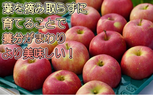 年内 蜜入り糖度保証 葉衣ふじ 約10kg 家庭用【12月・青森りんご・葉取らず・JA津軽みらい(板柳）】