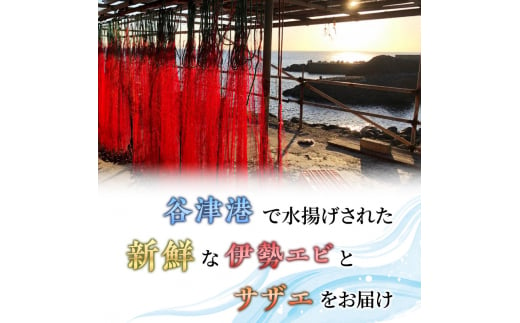 活 伊勢海老 サザエ セット B 10月～5月中旬出荷予定 獲れたて 活伊勢えび 3～6匹 活サザエ 4～15個 伊勢えび 伊勢エビ さざえ 海老 えび エビ 貝 魚介 魚介類 海鮮 海鮮セット 冷蔵 静岡 静岡県　【 河津町 】　お届け：毎年10月～5月中旬[№5227-0080]