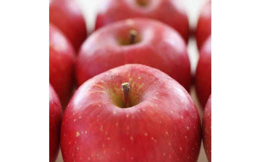 りんご【長野県産】サンふじ！約10kg ＜2026年11月下旬から順次発送予定＞ 信州 南信州 高森町 産地直送 果物 くだもの 旬のりんご 山下屋荘介